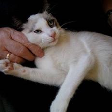 Snowshoe Arctic Princess (Sophie)