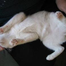 Snowshoe Arctic Princess (Sophie)