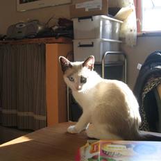 Snowshoe Arctic Princess (Sophie)