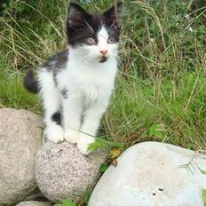 Blanding af racer Tarzan