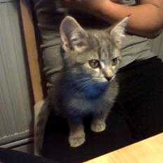 Blanding af racer Gordon