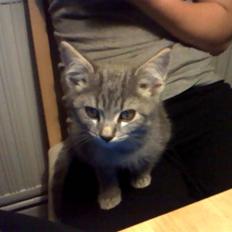 Blanding af racer Gordon