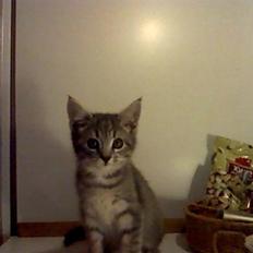 Blanding af racer Gordon