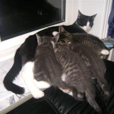 Blanding af racer Speedy Paw 