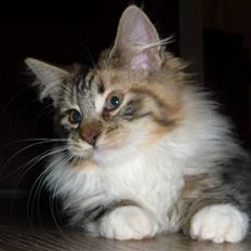 Blanding af racer Lulu