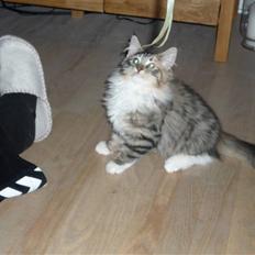 Blanding af racer Lulu