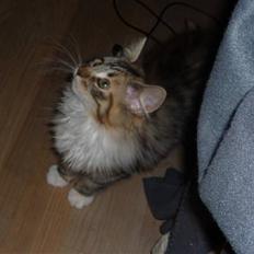 Blanding af racer Lulu