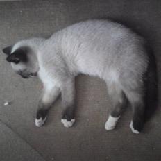 Blanding af racer Batman