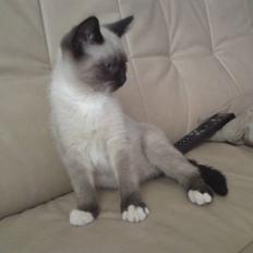 Blanding af racer Batman