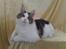 Maine Coon Timon - Mig selv. Kan godt lide at lege fotomodel. mijauuu :o)