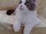 Maine Coon Timon