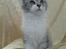 Maine Coon Nala - 17.10.2009