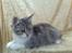 Maine Coon Nala