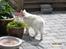 Huskat Malthe - Snuser til planten.