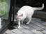 Huskat Malthe