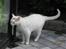 Huskat Malthe