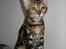 Bengal Inara