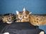 Bengal Inara