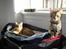 Bengal Inara - Inara er blevet skubbet ud af kurven. Læg mærke til den triste bakke katte græs i vindueskarmen :)