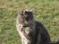 Maine Coon Will Turner