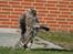 Maine Coon Will Turner