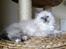 Hellig Birma Chicabee Miss Muffin - 9 uger