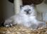 Hellig Birma Chicabee Miss Muffin - 9 uger