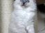 Hellig Birma Chicabee Miss Muffin - Muffin 9 uger