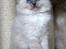Hellig Birma Chicabee Miss Muffin - Muffin 9 uger