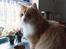 Norsk Skovkat Gismo ***RIP*** 2003 - 
