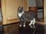 Huskat Eva / Iva