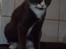 Huskat Eva / Iva
