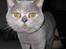 British Shorthair DK Heikina Floor