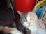 Huskat Ella R.I.P