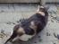 Huskat Ella R.I.P