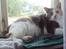 Huskat Ella R.I.P