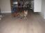 Maine Coon pigemis