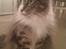 Maine Coon Simba