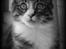Maine Coon Simba