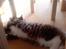 Maine Coon Simba