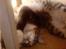 Maine Coon Simba - Mor jeg kan godt ligge ligesom far:0)