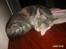 Huskat Pjevs(R.I.P) - nyt