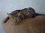 Ocicat Camena 
