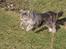 Maine Coon Will Turner