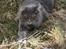 Maine Coon Will Turner