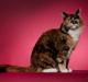 Maine Coon DK Bæklund's Issa