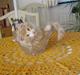 Norsk Skovkat Gismo ***RIP*** 2003 - 