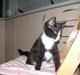 Blanding af racer Ciline (lille mis)