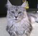Maine Coon Edelweis