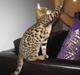 Bengal Bagheera